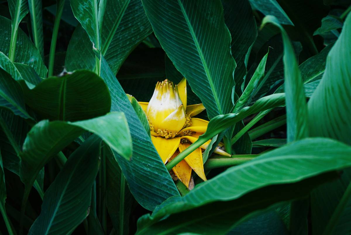 Photo réalisé au parc Sant Vicens (Saint-Vincent) à Perpignan